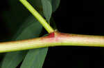 Canadian milkvetch